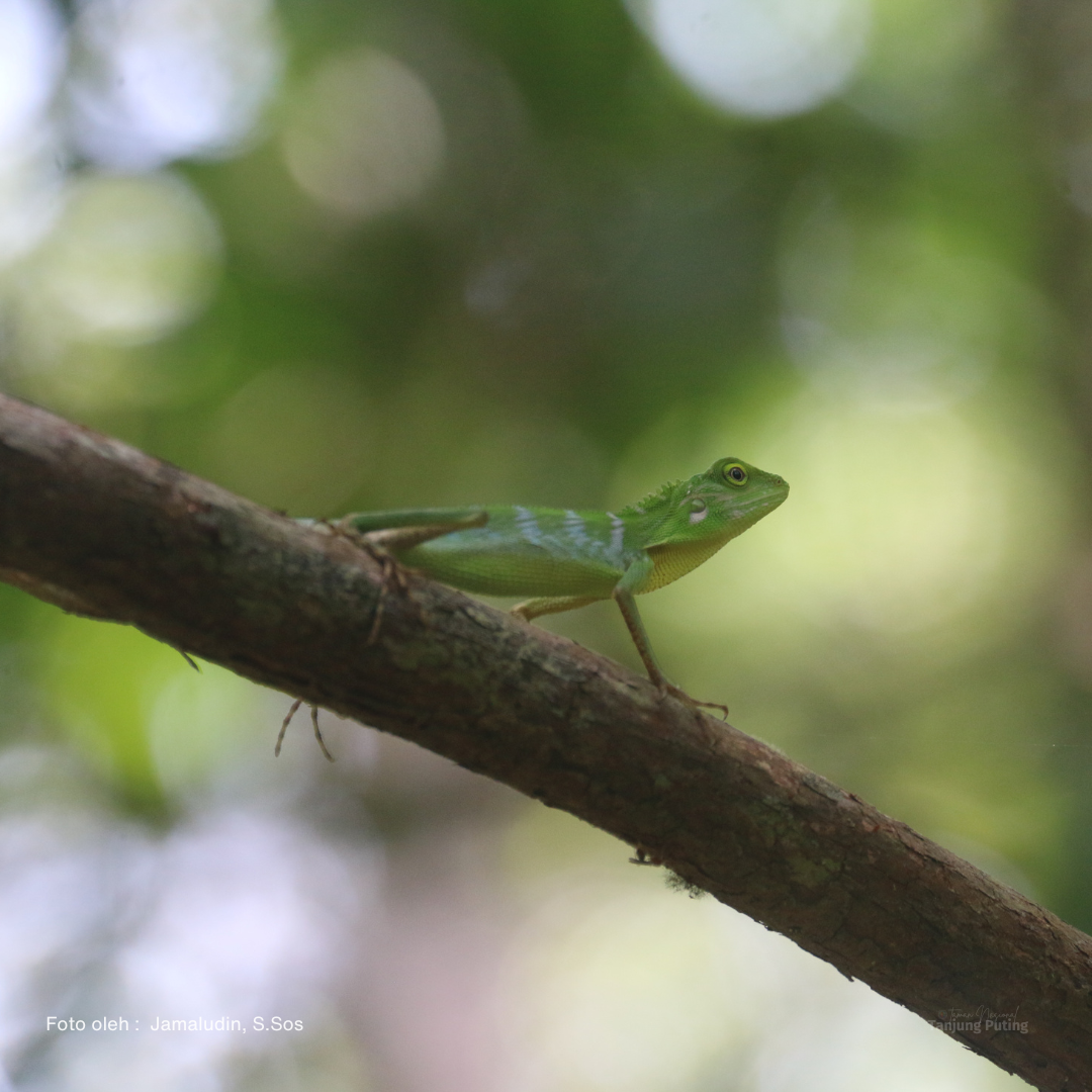 Bronchocela cristatella / Green Crested Lizard