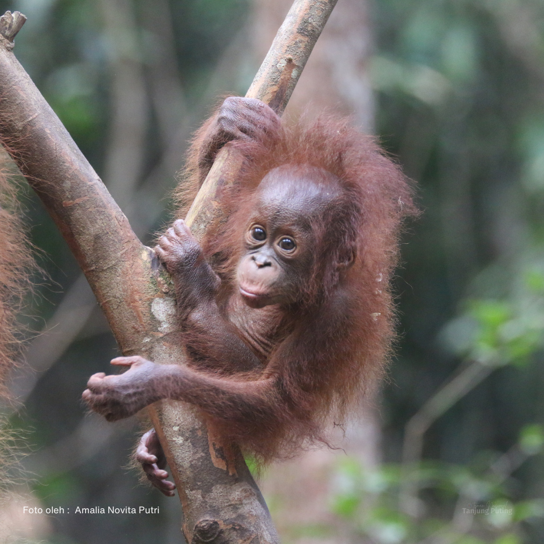 Pongo pygmaeus wurmbii / Orangutan Kalimantan