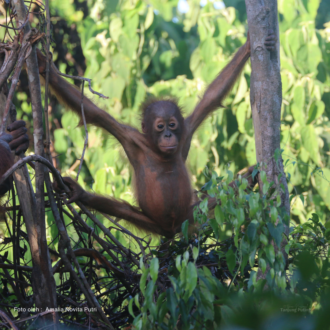 Pongo pygmaeus wurmbii / Orangutan Kalimantan