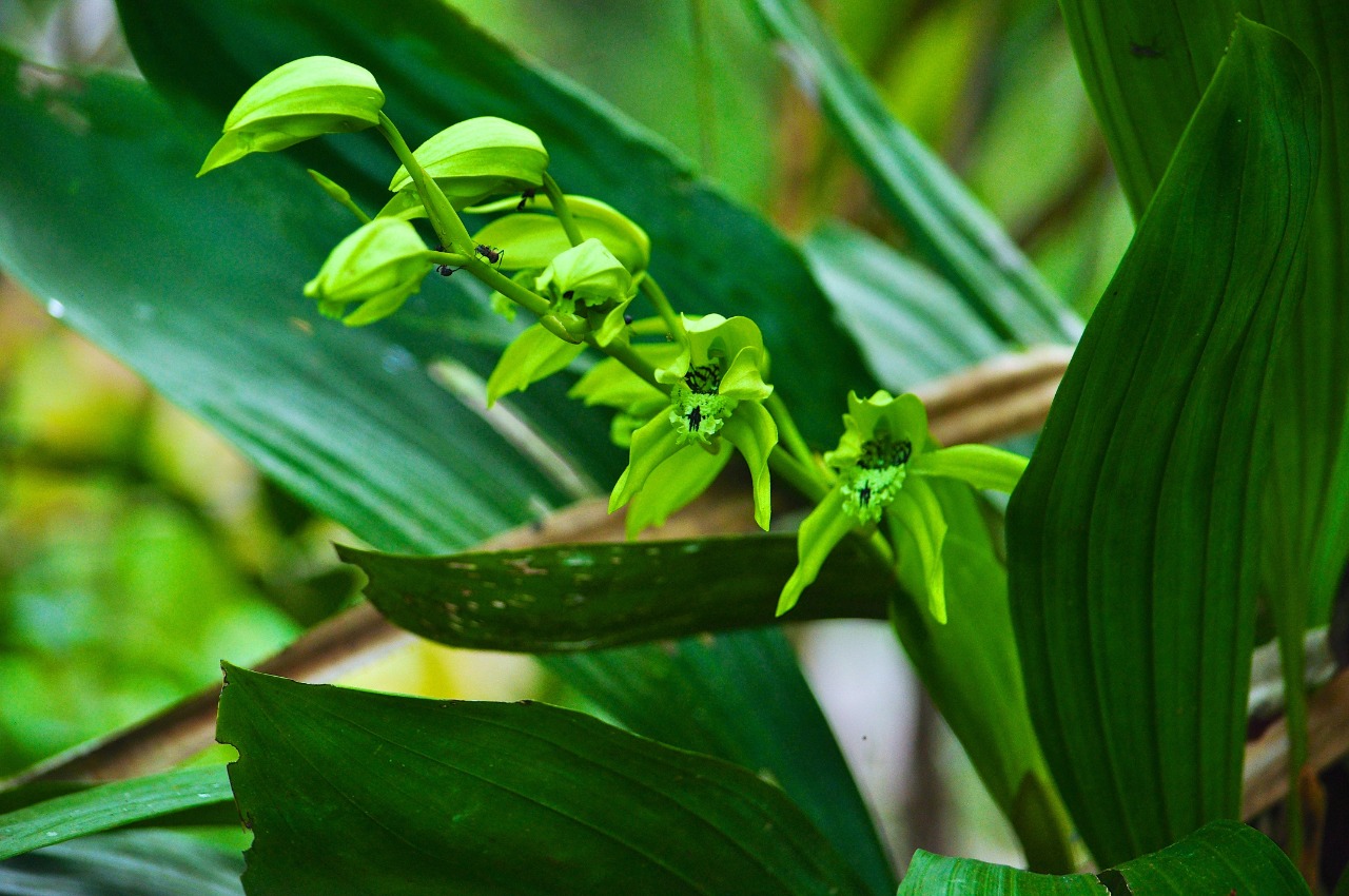 Anggrek Hitam (Coelogyne pandurata)